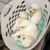 AKC English Cream Golden Retrievers | Tess & Boomer Litter