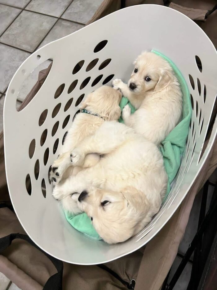 AKC English Cream Golden Retrievers | Tess & Boomer Litter
