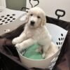 AKC English Cream Golden Retrievers | Tess & Boomer Litter
