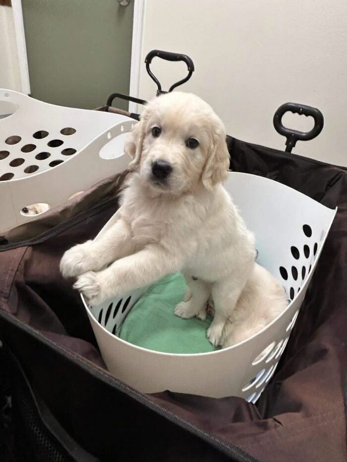 AKC English Cream Golden Retrievers | Tess & Boomer Litter