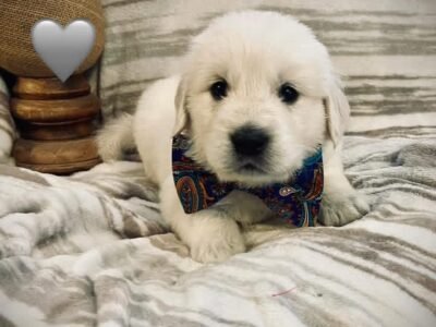 Golden Retriever Puppies For Adoption | Piper's Litter
