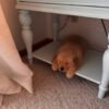 Golden Retriever Puppies Seeking Loving Homes | Rescue