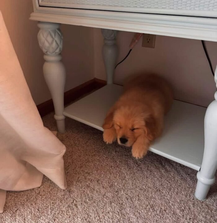 Golden Retriever Puppies Seeking Loving Homes | Rescue