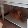 Golden Retriever Puppies Seeking Loving Homes | Rescue