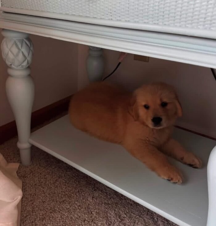 Golden Retriever Puppies Seeking Loving Homes | Rescue
