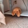 Golden Retriever Puppies Seeking Loving Homes | Rescue