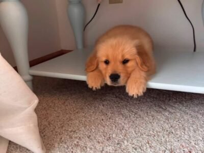 Golden Retriever Puppies Seeking Loving Homes | Rescue