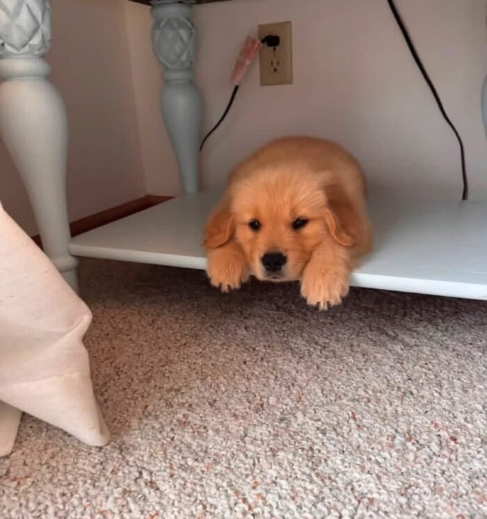 Golden Retriever Puppies Seeking Loving Homes | Rescue