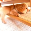 Golden Retriever Puppies Seeking Loving Homes | Rescue