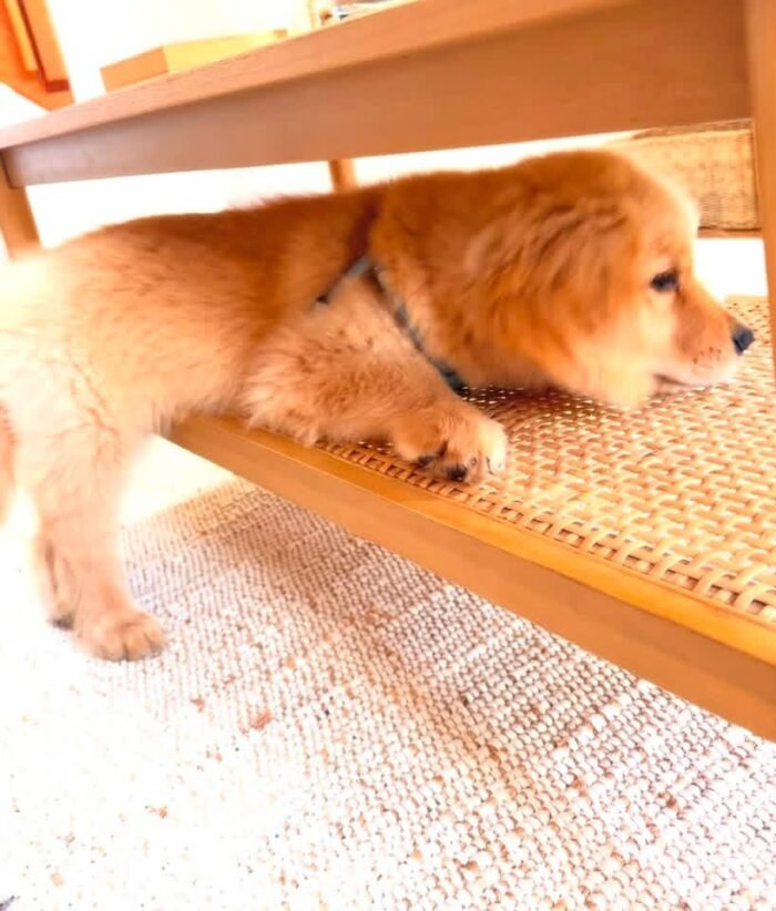 Golden Retriever Puppies Seeking Loving Homes | Rescue