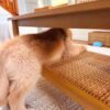 Golden Retriever Puppies Seeking Loving Homes | Rescue