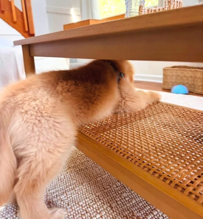 Golden Retriever Puppies Seeking Loving Homes | Rescue