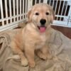 Adopt Sunny | Rescued Golden Retriever Puppy Available