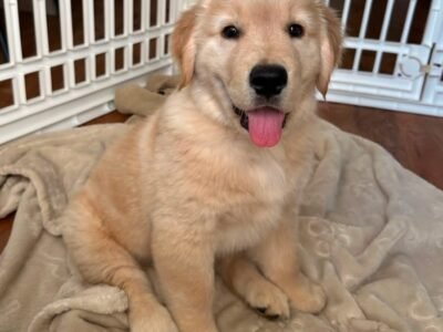 Adopt Sunny | Rescued Golden Retriever Puppy Available