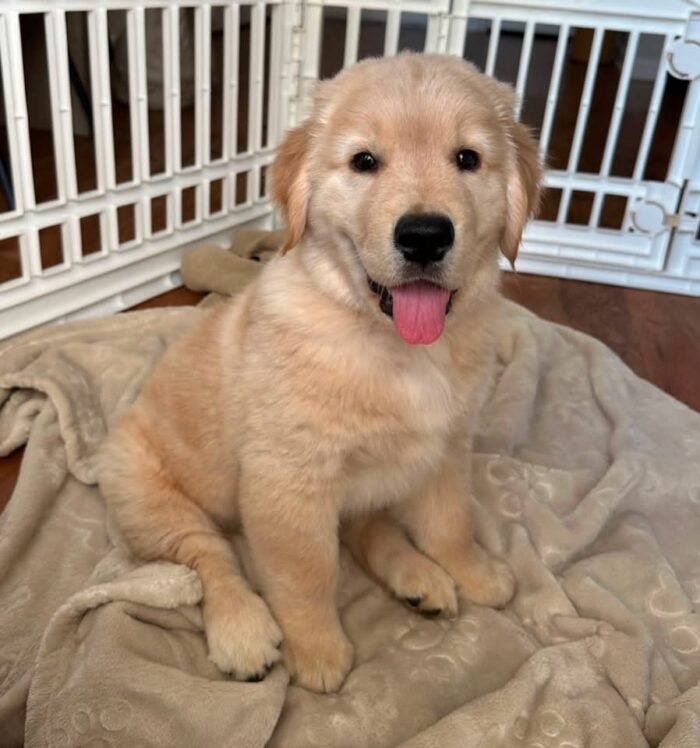 Adopt Sunny | Rescued Golden Retriever Puppy Available