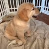 Adopt Sunny | Rescued Golden Retriever Puppy Available
