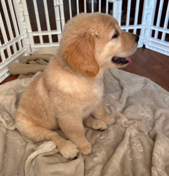 Adopt Sunny | Rescued Golden Retriever Puppy Available