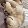 Adopt Sunny | Rescued Golden Retriever Puppy Available
