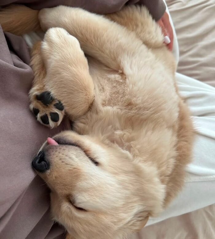 Adopt Sunny | Rescued Golden Retriever Puppy Available
