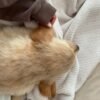 Adopt Sunny | Rescued Golden Retriever Puppy Available