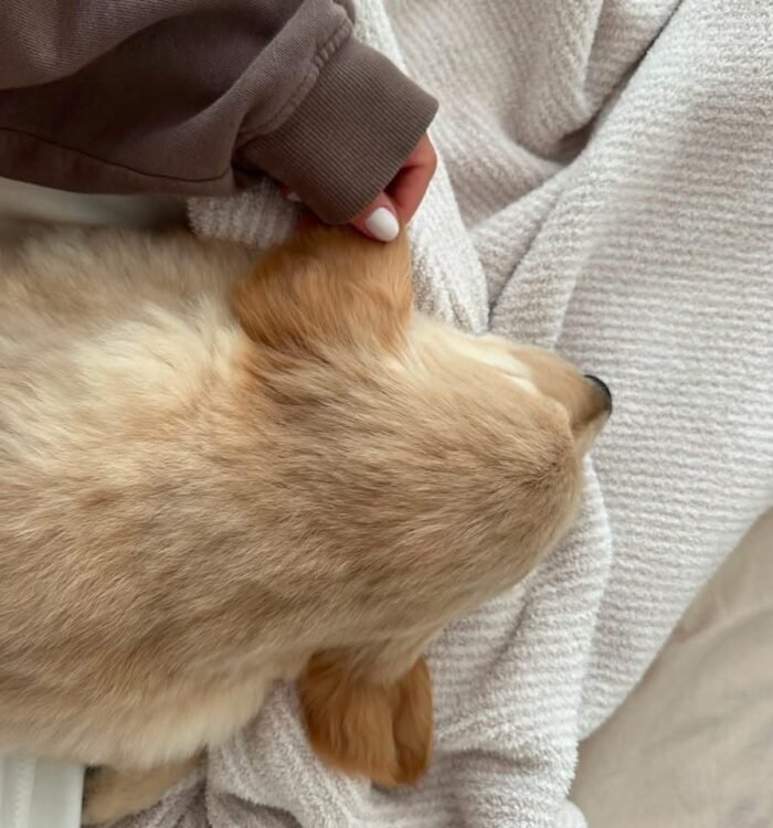 Adopt Sunny | Rescued Golden Retriever Puppy Available