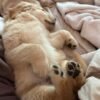 Adopt Sunny | Rescued Golden Retriever Puppy Available