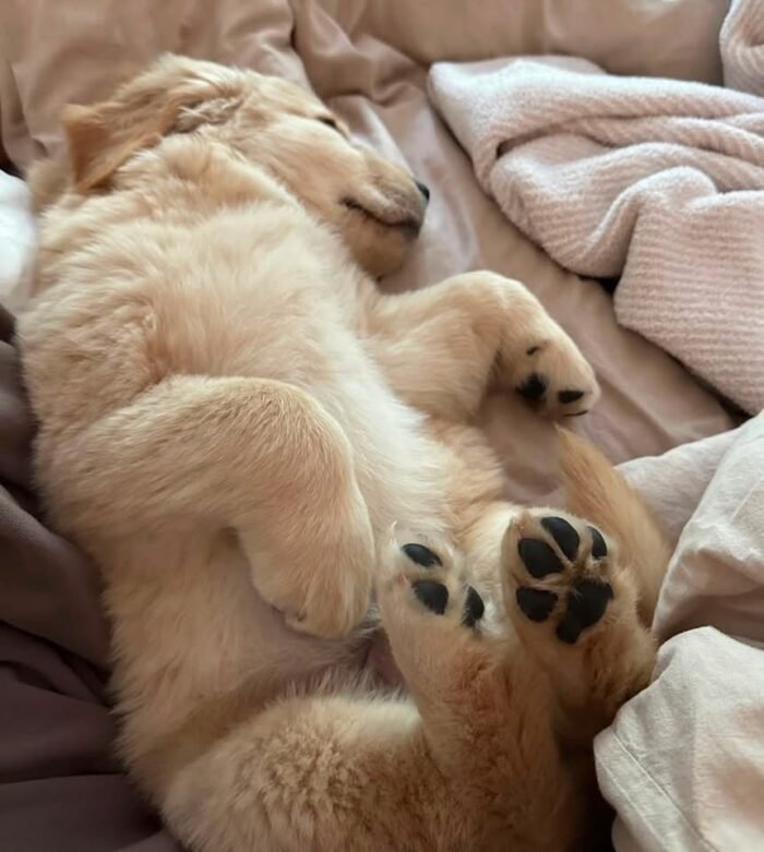 Adopt Sunny | Rescued Golden Retriever Puppy Available