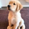 Adopt Sunny | Rescued Golden Retriever Puppy