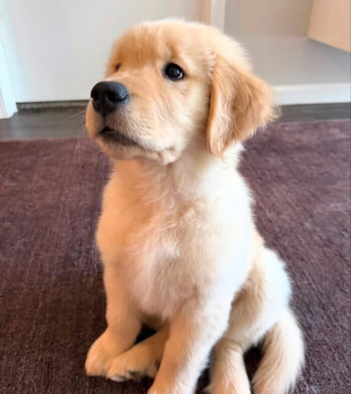 Adopt Sunny | Rescued Golden Retriever Puppy