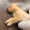 Adopt Sunny | Rescued Golden Retriever Puppy