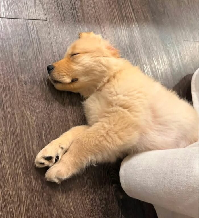 Adopt Sunny | Rescued Golden Retriever Puppy