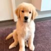 Adopt Sunny | Rescued Golden Retriever Puppy