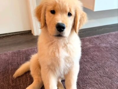 Adopt Sunny | Rescued Golden Retriever Puppy