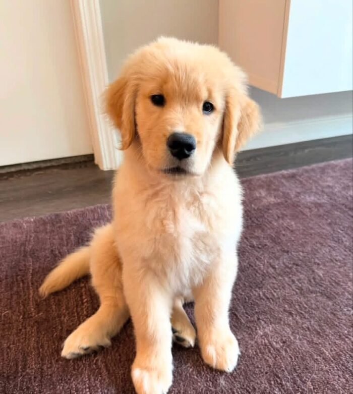 Adopt Sunny | Rescued Golden Retriever Puppy