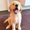 Adopt Sunny | Rescued Golden Retriever Puppy
