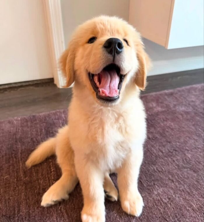 Adopt Sunny | Rescued Golden Retriever Puppy