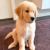 Adopt Sunny | Rescued Golden Retriever Puppy