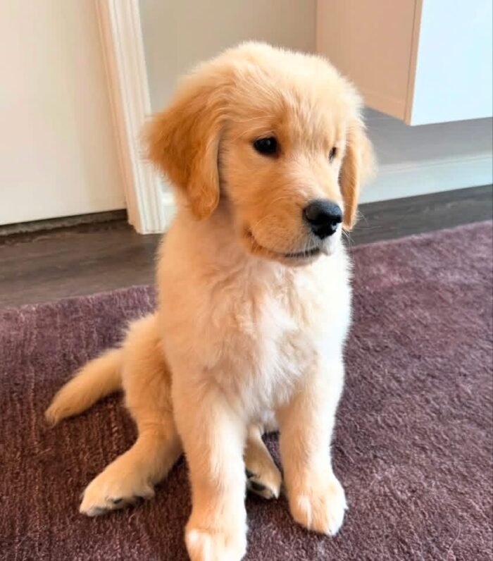 Adopt Sunny | Rescued Golden Retriever Puppy