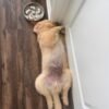 IMG_4978 Rescue Spotlight: Meet Sunny – A Sweet Golden Retriever Puppy
