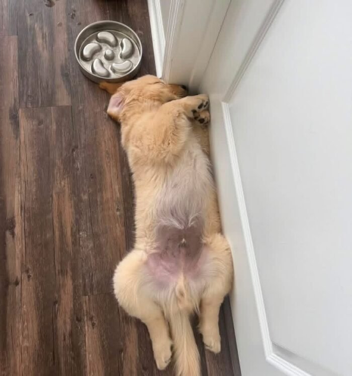 IMG_4978 Rescue Spotlight: Meet Sunny – A Sweet Golden Retriever Puppy