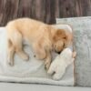 IMG_4979 Rescue Spotlight: Meet Sunny – A Sweet Golden Retriever Puppy