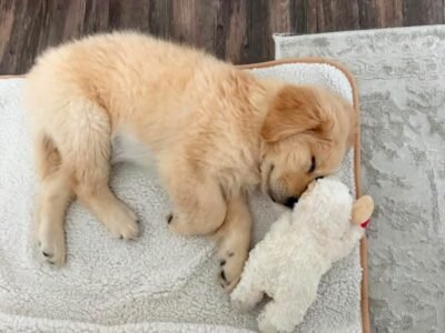 Rescue Spotlight: Meet Sunny – A Sweet Golden Retriever Puppy