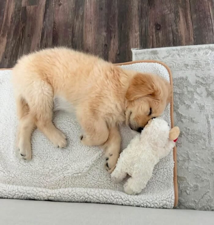 IMG_4979 Rescue Spotlight: Meet Sunny – A Sweet Golden Retriever Puppy