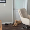 IMG_4980 Rescue Spotlight: Meet Sunny – A Sweet Golden Retriever Puppy