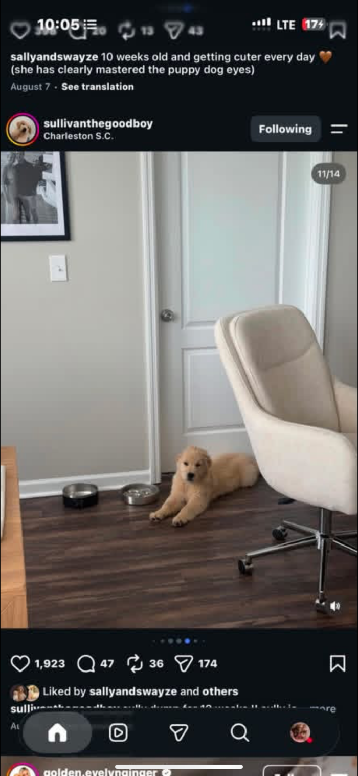 IMG_4980 Rescue Spotlight: Meet Sunny – A Sweet Golden Retriever Puppy