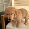 Premium Golden Retriever Puppies Available for Adoption