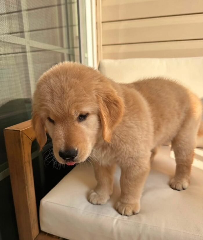 Premium Golden Retriever Puppies Available for Adoption