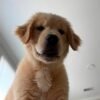 Premium Golden Retriever Puppies Available for Adoption