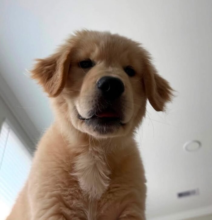 Premium Golden Retriever Puppies Available for Adoption