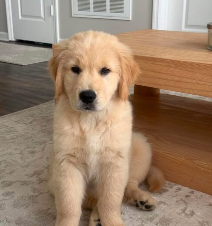 Golden Retriever Puppies For Adoption | Golden Treasures